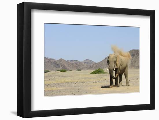 African Elephant (Loxodonta africana) adult, dusting, standing on arid desert plain-Shem Compion-Framed Photographic Print