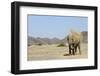 African Elephant (Loxodonta africana) adult, dusting, standing on arid desert plain-Shem Compion-Framed Photographic Print