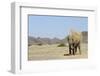 African Elephant (Loxodonta africana) adult, dusting, standing on arid desert plain-Shem Compion-Framed Photographic Print