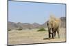 African Elephant (Loxodonta africana) adult, dusting, standing on arid desert plain-Shem Compion-Mounted Photographic Print