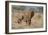 African Elephant (Loxodonta africana) adult female, walking with calf, Kenya-Martin Withers-Framed Photographic Print