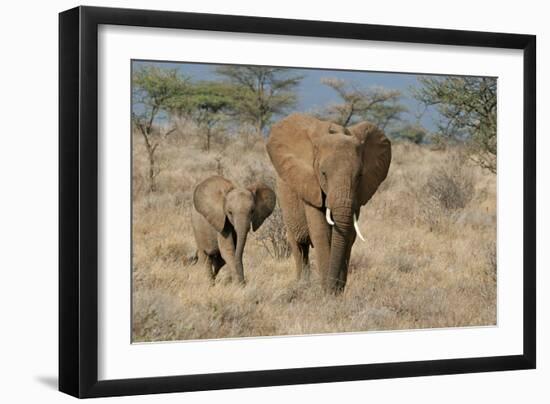 African Elephant (Loxodonta africana) adult female, walking with calf, Kenya-Martin Withers-Framed Photographic Print