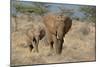 African Elephant (Loxodonta africana) adult female, walking with calf, Kenya-Martin Withers-Mounted Photographic Print