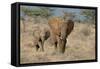 African Elephant (Loxodonta africana) adult female, walking with calf, Kenya-Martin Withers-Framed Stretched Canvas