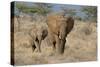 African Elephant (Loxodonta africana) adult female, walking with calf, Kenya-Martin Withers-Stretched Canvas