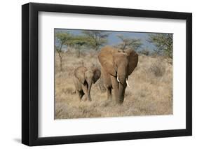 African Elephant (Loxodonta africana) adult female, walking with calf, Kenya-Martin Withers-Framed Photographic Print