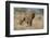 African Elephant (Loxodonta africana) adult female, walking with calf, Kenya-Martin Withers-Framed Photographic Print