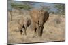 African Elephant (Loxodonta africana) adult female, walking with calf, Kenya-Martin Withers-Mounted Photographic Print