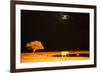 African Elephant (Loxodonta Africana) and Black Rhinoceros (Diceros Bicornis) Bathing-Eric Baccega-Framed Photographic Print