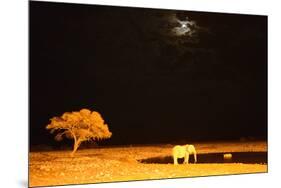 African Elephant (Loxodonta Africana) and Black Rhinoceros (Diceros Bicornis) Bathing-Eric Baccega-Mounted Photographic Print