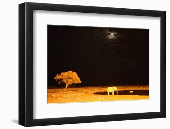 African Elephant (Loxodonta Africana) and Black Rhinoceros (Diceros Bicornis) Bathing-Eric Baccega-Framed Photographic Print