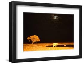 African Elephant (Loxodonta Africana) and Black Rhinoceros (Diceros Bicornis) Bathing-Eric Baccega-Framed Photographic Print