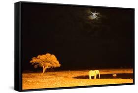 African Elephant (Loxodonta Africana) and Black Rhinoceros (Diceros Bicornis) Bathing-Eric Baccega-Framed Stretched Canvas