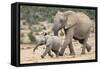 African Elephant (Loxodonta Africana) and Calf, Running to Water, Addo Elephant National Park-Ann and Steve Toon-Framed Stretched Canvas