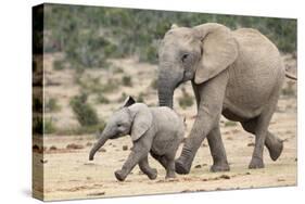 African Elephant (Loxodonta Africana) and Calf, Running to Water, Addo Elephant National Park-Ann and Steve Toon-Stretched Canvas