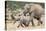 African Elephant (Loxodonta Africana) and Calf, Running to Water, Addo Elephant National Park-Ann and Steve Toon-Stretched Canvas