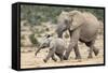 African Elephant (Loxodonta Africana) and Calf, Running to Water, Addo Elephant National Park-Ann and Steve Toon-Framed Stretched Canvas
