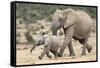 African Elephant (Loxodonta Africana) and Calf, Running to Water, Addo Elephant National Park-Ann and Steve Toon-Framed Stretched Canvas