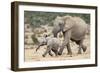 African Elephant (Loxodonta Africana) and Calf, Running to Water, Addo Elephant National Park-Ann and Steve Toon-Framed Photographic Print