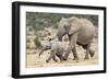 African Elephant (Loxodonta Africana) and Calf, Running to Water, Addo Elephant National Park-Ann and Steve Toon-Framed Photographic Print