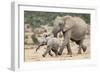 African Elephant (Loxodonta Africana) and Calf, Running to Water, Addo Elephant National Park-Ann and Steve Toon-Framed Photographic Print