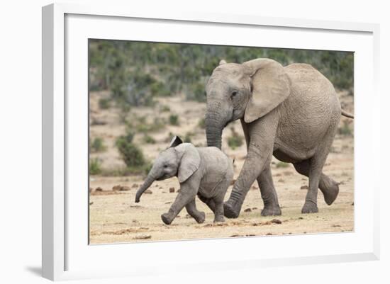 African Elephant (Loxodonta Africana) and Calf, Running to Water, Addo Elephant National Park-Ann and Steve Toon-Framed Photographic Print