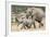 African Elephant (Loxodonta Africana) and Calf, Running to Water, Addo Elephant National Park-Ann and Steve Toon-Framed Photographic Print