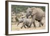 African Elephant (Loxodonta Africana) and Calf, Running to Water, Addo Elephant National Park-Ann and Steve Toon-Framed Photographic Print