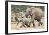 African Elephant (Loxodonta Africana) and Calf, Running to Water, Addo Elephant National Park-Ann and Steve Toon-Framed Photographic Print