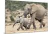 African Elephant (Loxodonta Africana) and Calf, Running to Water, Addo Elephant National Park-Ann and Steve Toon-Mounted Photographic Print