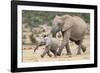 African Elephant (Loxodonta Africana) and Calf, Running to Water, Addo Elephant National Park-Ann and Steve Toon-Framed Photographic Print