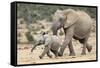 African Elephant (Loxodonta Africana) and Calf, Running to Water, Addo Elephant National Park-Ann and Steve Toon-Framed Stretched Canvas