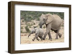 African Elephant (Loxodonta Africana) and Calf, Running to Water, Addo Elephant National Park-Ann and Steve Toon-Framed Photographic Print