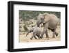 African Elephant (Loxodonta Africana) and Calf, Running to Water, Addo Elephant National Park-Ann and Steve Toon-Framed Photographic Print