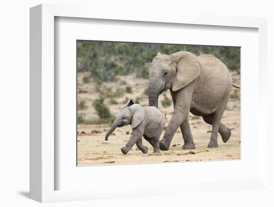 African Elephant (Loxodonta Africana) and Calf, Running to Water, Addo Elephant National Park-Ann and Steve Toon-Framed Photographic Print