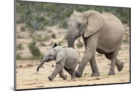 African Elephant (Loxodonta Africana) and Calf, Running to Water, Addo Elephant National Park-Ann and Steve Toon-Mounted Photographic Print
