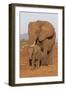 African elephant (Loxodonta africana) and calf, Zimanga game reserve, KwaZulu-Natal-Ann and Steve Toon-Framed Photographic Print