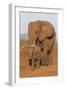 African elephant (Loxodonta africana) and calf, Zimanga game reserve, KwaZulu-Natal-Ann and Steve Toon-Framed Photographic Print