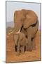 African elephant (Loxodonta africana) and calf, Zimanga game reserve, KwaZulu-Natal-Ann and Steve Toon-Mounted Photographic Print