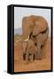 African elephant (Loxodonta africana) and calf, Zimanga game reserve, KwaZulu-Natal-Ann and Steve Toon-Framed Stretched Canvas