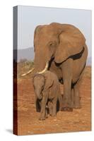 African elephant (Loxodonta africana) and calf, Zimanga game reserve, KwaZulu-Natal-Ann and Steve Toon-Stretched Canvas