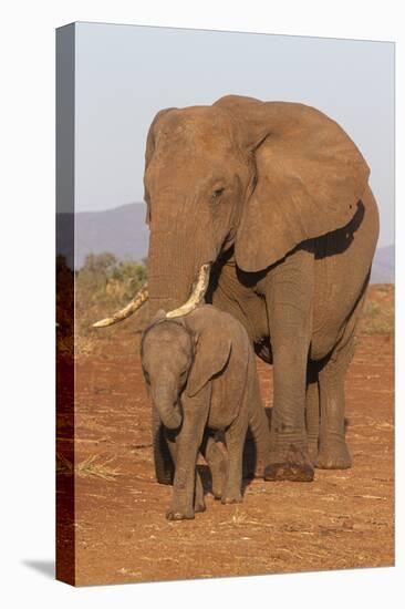 African elephant (Loxodonta africana) and calf, Zimanga game reserve, KwaZulu-Natal-Ann and Steve Toon-Stretched Canvas