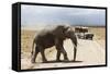 African Elephant (Loxodonta Africana) and Tourists-Ann and Steve Toon-Framed Stretched Canvas