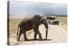 African Elephant (Loxodonta Africana) and Tourists-Ann and Steve Toon-Stretched Canvas