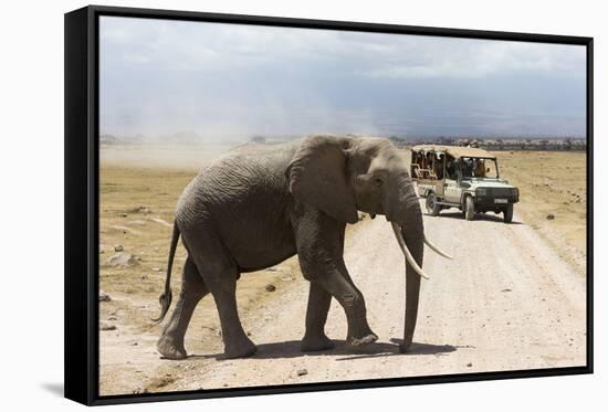 African Elephant (Loxodonta Africana) and Tourists-Ann and Steve Toon-Framed Stretched Canvas