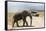 African Elephant (Loxodonta Africana) and Tourists-Ann and Steve Toon-Framed Stretched Canvas