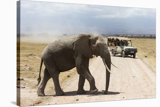 African Elephant (Loxodonta Africana) and Tourists-Ann and Steve Toon-Stretched Canvas