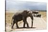 African Elephant (Loxodonta Africana) and Tourists-Ann and Steve Toon-Stretched Canvas