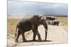 African Elephant (Loxodonta Africana) and Tourists-Ann and Steve Toon-Mounted Photographic Print