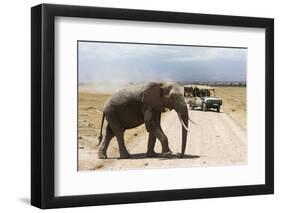 African Elephant (Loxodonta Africana) and Tourists-Ann and Steve Toon-Framed Photographic Print